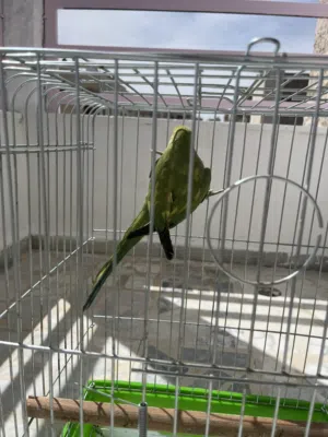 ببغاء درة اليف