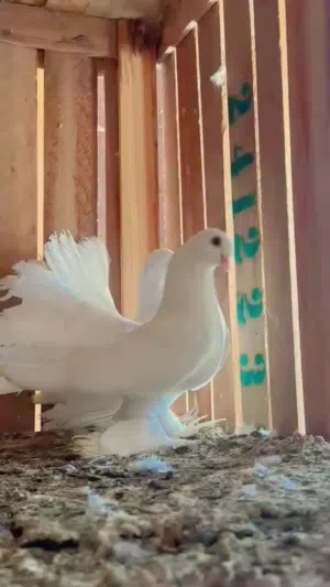 جوز روسي تحته دحي للبيع