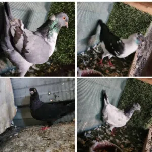 اسلام عليكم لل. بيع 4حبات بصلاه. عل نبي 2سيكيات واحد بولندي اسود و حبه باكستاني بسعر حرق جبل الشمالي