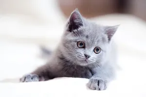 Chat bébé gris