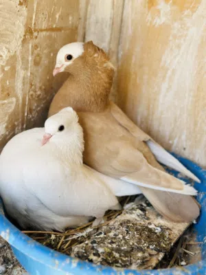 كوبيا قولد مواصفات ربي يبارك تجري على دحي