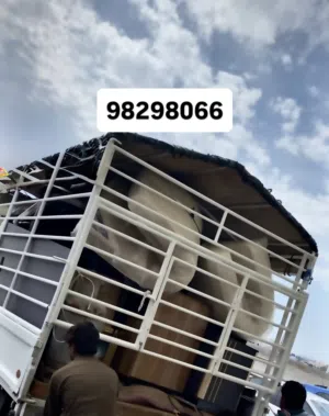 نقل عام صلاله