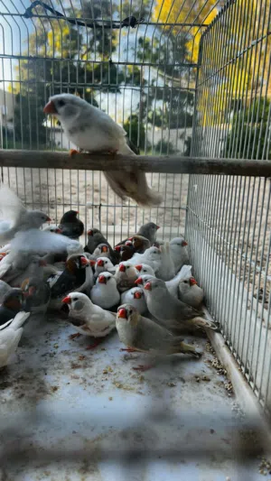 زيبرا ريش ونظافة طير