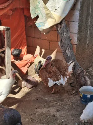 حبش عدد 11 للبيع