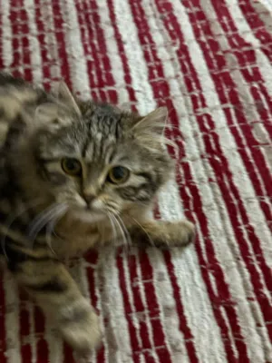 قطه فارسى للتبنى مجانا مع ليتر بوكس مجانأ