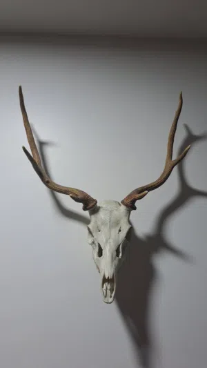 حيوانات محنطه High quality stuffed animals