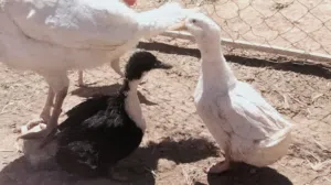 بط للبيع بسعر مغري جداً ثنتين 14دينار لمهتم يتواصل معي على الخاص