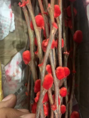 ورق صفصاف طبيعي