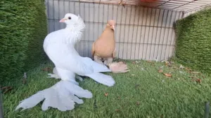 ابيض هزاز x لميوني اصفر