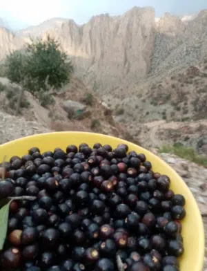 فاكهة البوت الجبلي