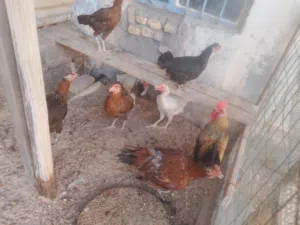 السلام عليكم يوجد دجاج للبيع دجاج عرب