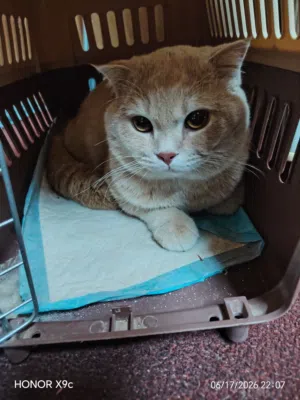 my cat is Very good  vaccine
