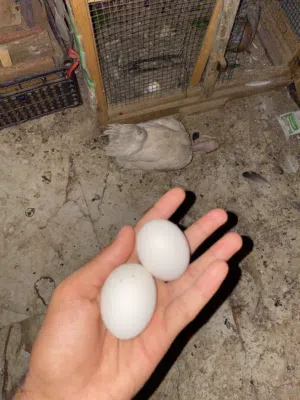 دجاجه ام ركيبه بياضه