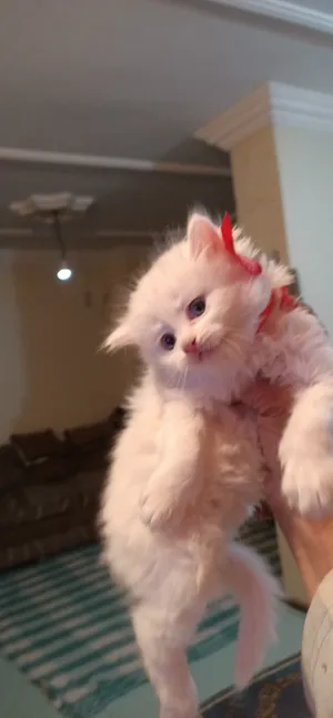 Persian4