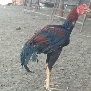 يوجد ديكين ودجاجه باكستاني للبيع