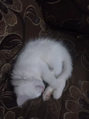 قط شيرازي بيور