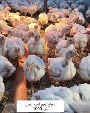 للبيع دجاج لاحم وحقم وسمان