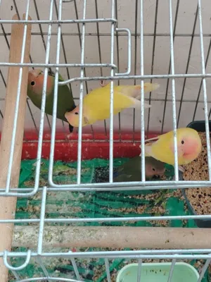 بغبغاء البيع روز البيع اربع حبات للبيع