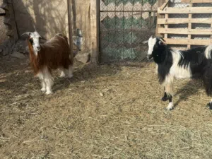 تيوس ذبايح