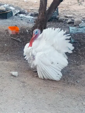 ديك حبش للبيع