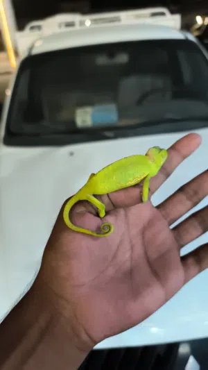 Chameleon available.  Price 35