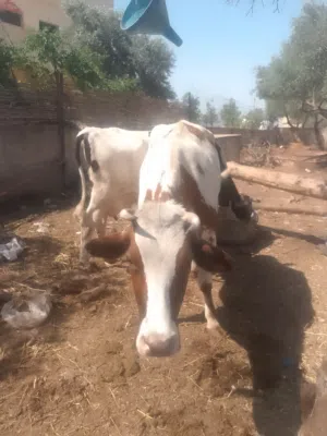 ابقار للبيع