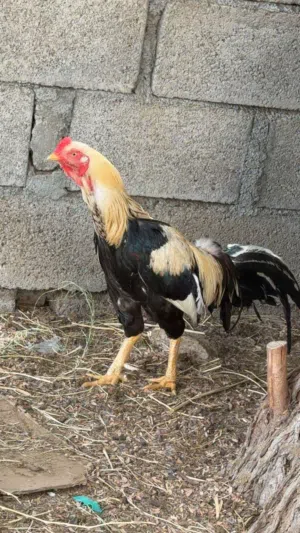 ديك باكستاني ميوالي