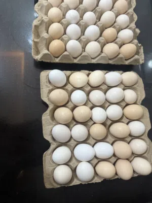 متوفر بيض عماني مخصب 3