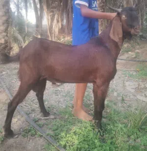 للبيع تيس بكستاني احمر كامل ماشاءالله حجم ضخم تصوير ضالمنه ح فحل او ذبح موقع صحار عمره سنتين
