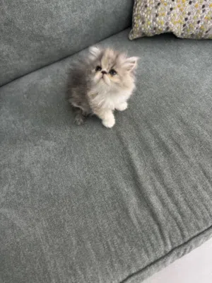 قطط صغيرة بيرشن بيكي فيس أصول مسجلة