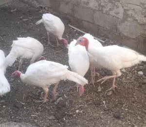 حبش هولندي
