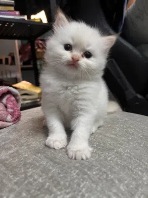 Cute & Adorable Persian Kittens