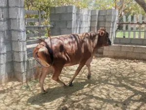 ابقار للبيع العدد أربعة