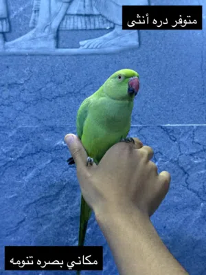 دره هندي اليفه طينه