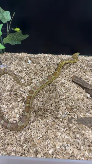 كورن سنيك corn snake