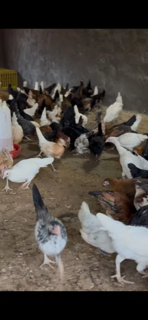 دجاج عماني للبيع