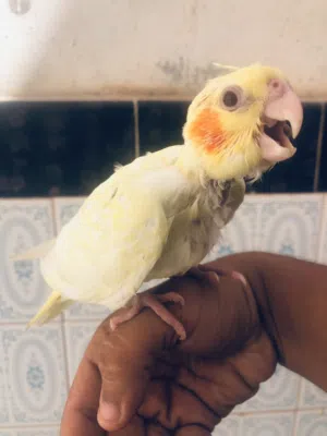 اقرا الوصف