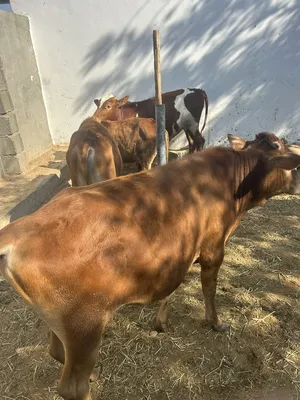 Cows0