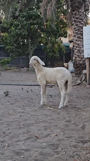 حمل سوداني