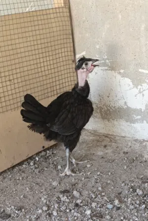 فروجه ام ركيبه عمرها 3 اشهر صحه فول