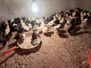 كتكوت عربي للبيع