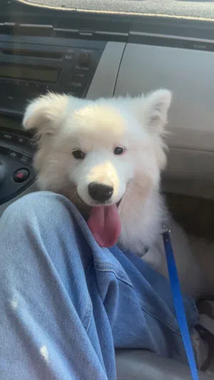 انثى سامويد روسي