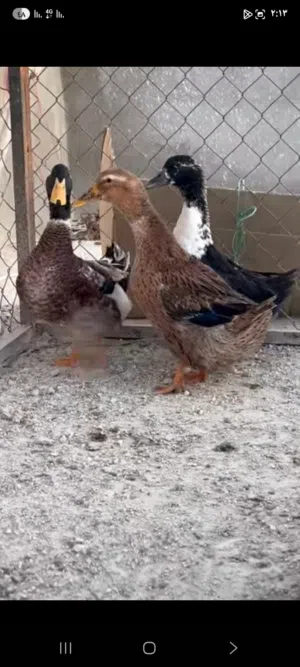 جـوز بط ذكر. واناثي 2 شغلات بصلاة ع نبي