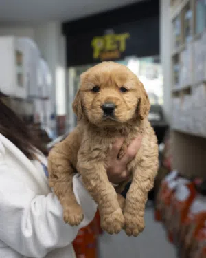 ذكور واناث جولدن... Golden retriever puppies