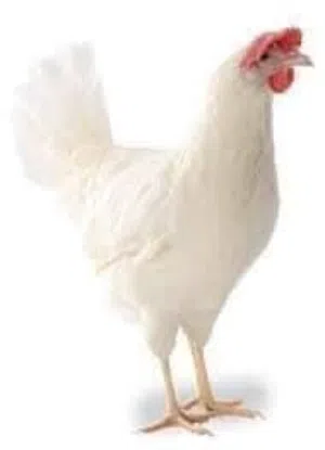 جاج بياض مزارع فتح جديد