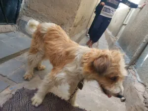 كلب امريكي مجمرك مرقم وكاله ابن كلب مۅدب محترم يشهد له التاريخ