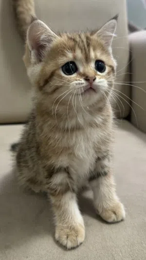 للبيع قطط سكوتش فولد و ستريت For Sale: Scottish Fold & Street Cats