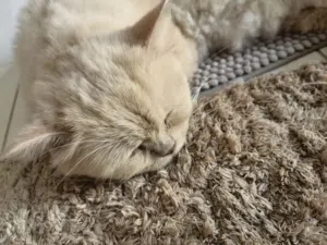 قطه جميله  lost rescued