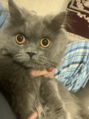 قطة جميل جدا