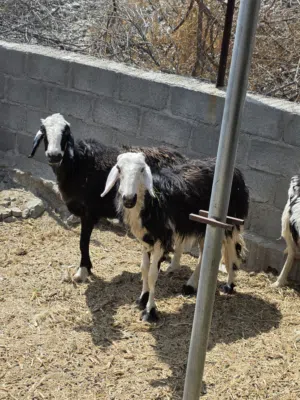 جعد نجديه  الأصل